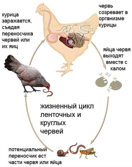 Как лечить глисты у кур
