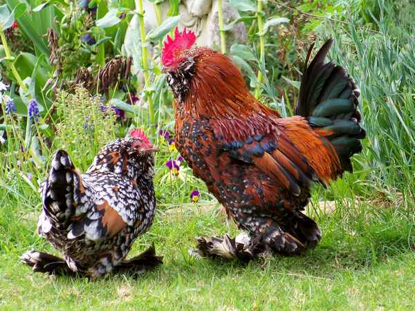 Куры Бентамки: хаpaктеристика, уход и кормление