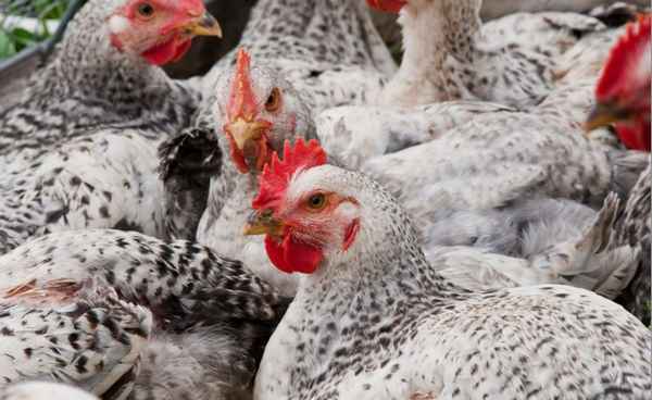 Порода кур мастер грей: описание, разведение в домашних условиях