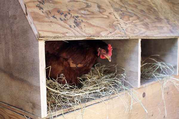 Какая температура должна быть в курятнике зимой и летом?