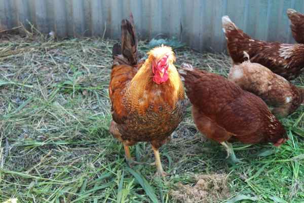 Кубанская красная порода кур: описание, особенности содержания