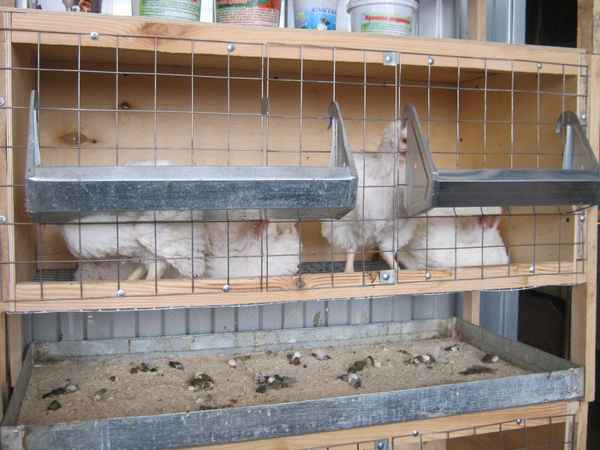 Как сделать клетки для кур своими руками в домашних условиях