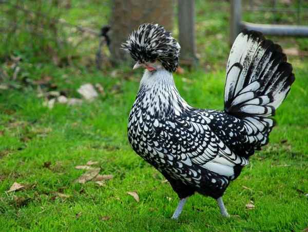 Декоративные куры