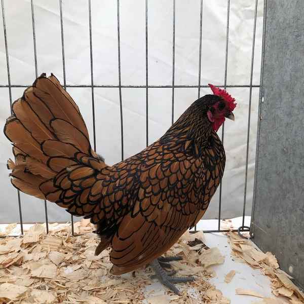 Сибрайт порода кур: хаpaктеристика, уход и кормление