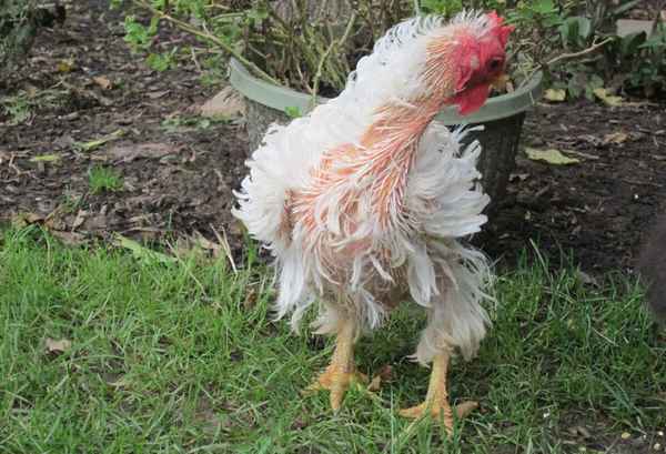 Все о линьке кур