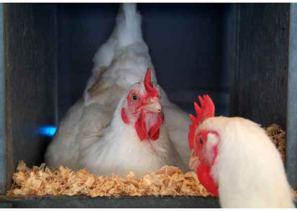 Сколько живут куры в домашних условиях?