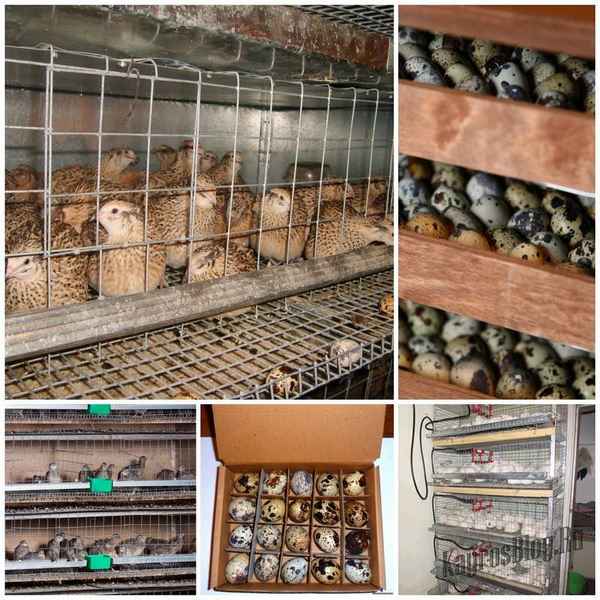 Разведение перепелов как бизнес: выгодно или нет, рентабельность, полезные советы