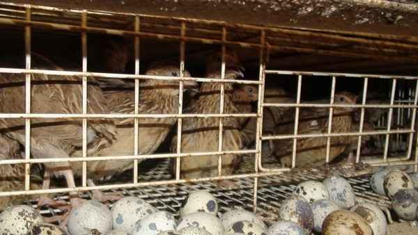 Как несутся перепела в домашних условиях