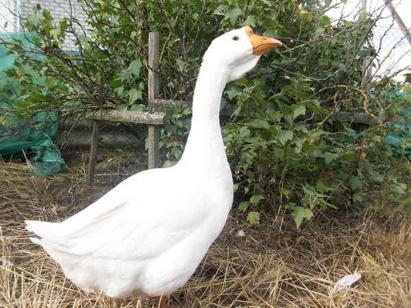 Линдовская порода гусей