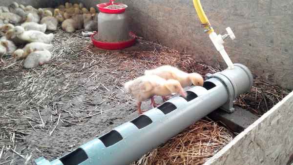 Как сделать поилку для уток своими руками