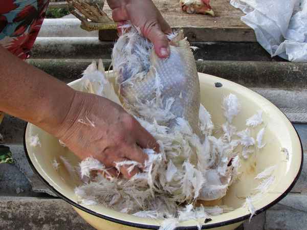 Как правильно и быстро ощипать утку в домашних условиях