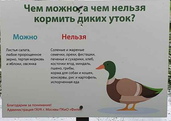 Можно ли кормить хлебом уток?