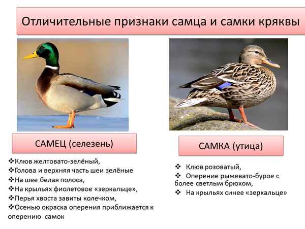 Чем отличается самка утки от самца