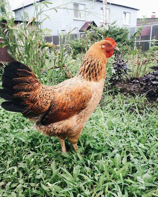 Кучинские куры: описание породы, разведение в домашних условиях