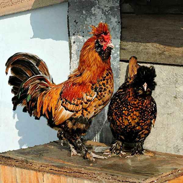 Павловские куры: описание породы, содержание и уход