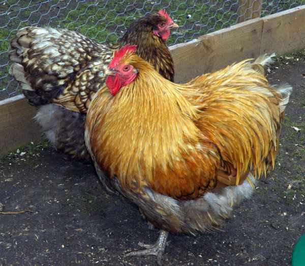 Куры орпингтоны: хаpaктеристика, уход и кормление