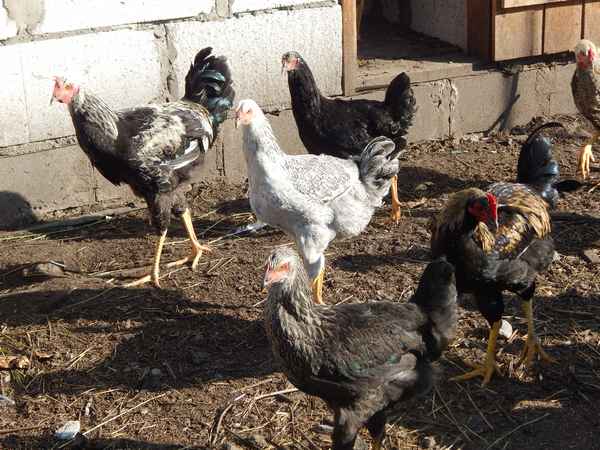 Юрловские голосистые куры: описание породы, содержание и правильный уход