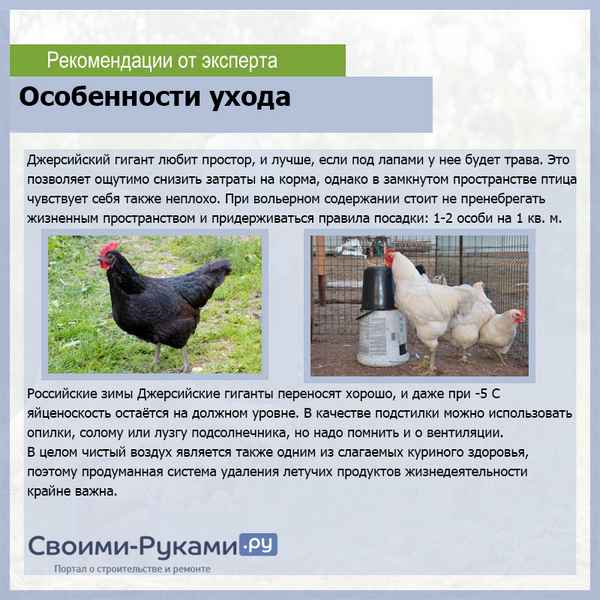 Куры джерсийский гигант: хаpaктеристика, особенности разведения в домашних условиях