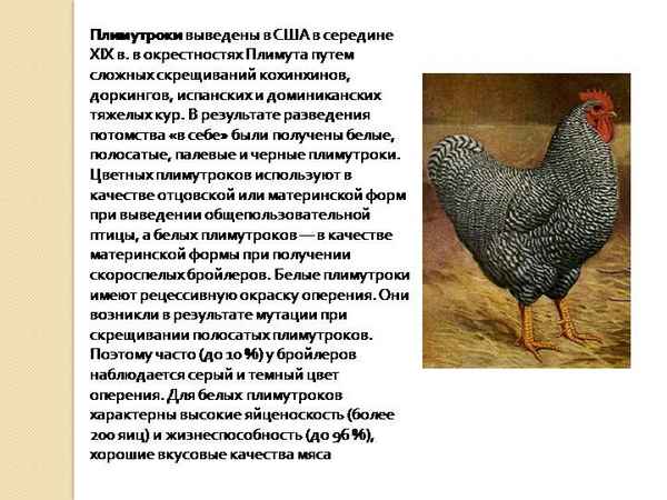 Порода кур плимутрок: описание, содержание и уход в домашних условиях