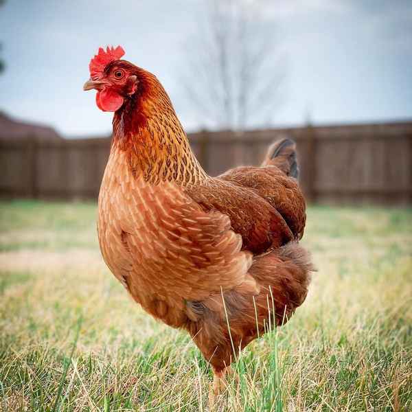 Яичные породы кур