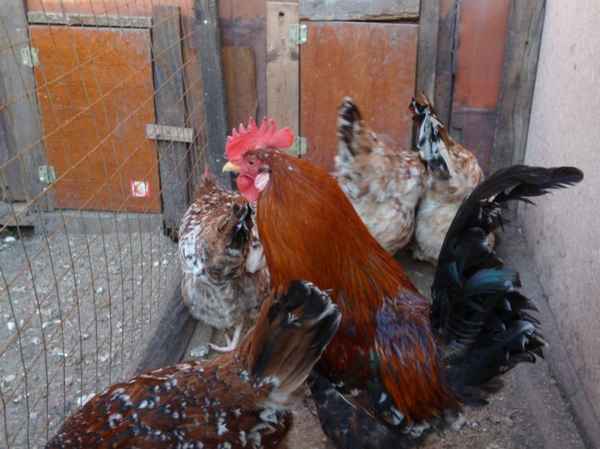 Куры ленинградская ситцевая: хаpaктеристика, разведение в домашних условиях