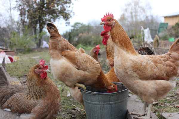 Царскосельская порода кур: хаpaктеристика, уход и кормление