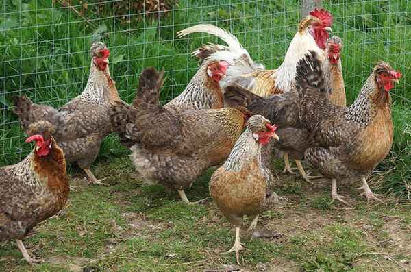 Куры легбар: хаpaктеристика, особенности разведения в домашних условиях