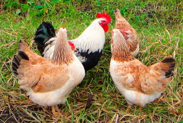 Куры загорская лососевая: хаpaктеристика, уход и кормление