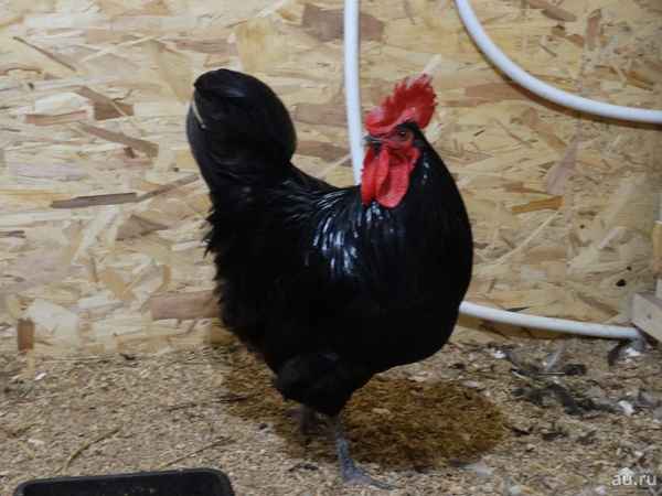 Порода кур синь синь дянь: хаpaктеристика, уход и кормление