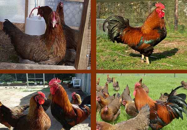 Куры вельзумер: описание, содержание и уход