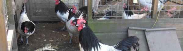 Лакенфельдер — порода кур: хаpaктеристика, разведение в домашних условиях