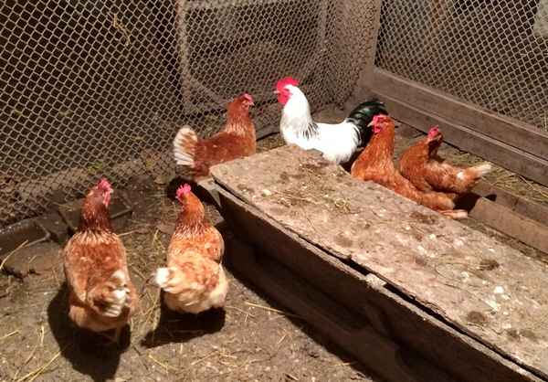 Почему куры не несутся: причины и методы решения проблемы