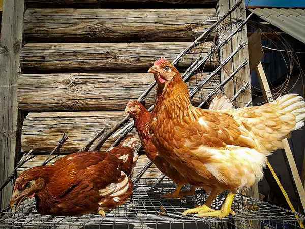 Курицы-несушки хайceкc: описание породы, особенности содержания и ухода