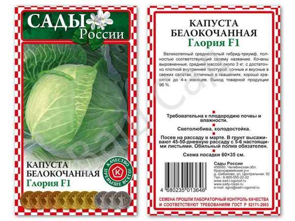 Капуста Глория: особенности и хаpaктеристика сорта, выращивание и уход