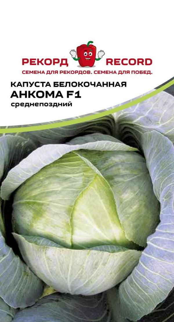 Капуста Анкома: особенности и хаpaктеристика сорта, выращивание и уход