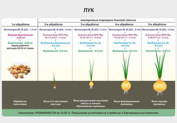 Сроки и особенности посева лука-чернушки под зиму