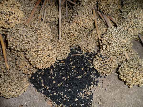 Особенности выращивания лука-чернушки из семян