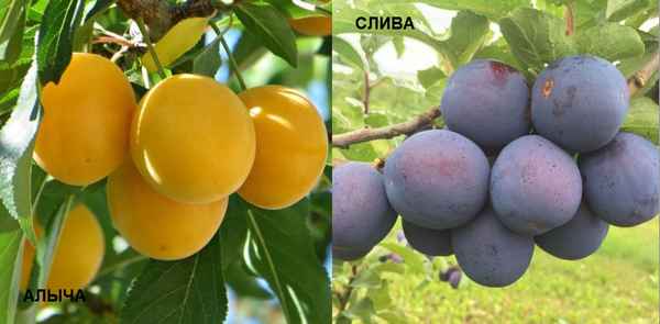 Чем алыча отличается от сливы?