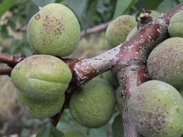 Болезни абрикосовых деревьев и их лечение