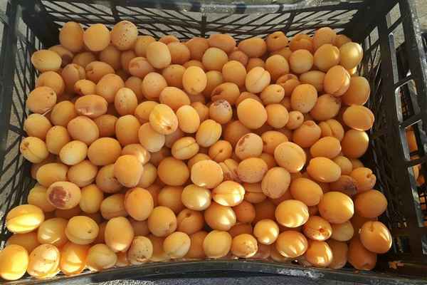 Чем урюк отличается от абрикоса?