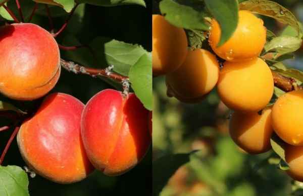 Описание основных отличий жерделы и абрикоса