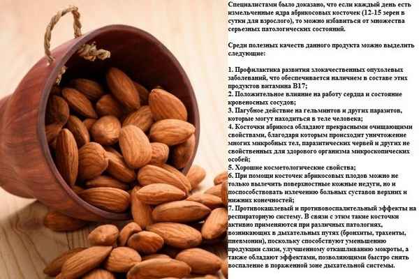 Особенности применения абрикосовых косточек