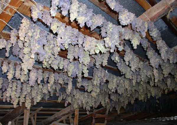 Как высушить и как хранить виноград в домашних условиях?