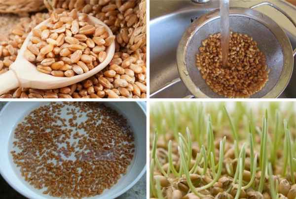 Польза и вред пророщенной пшеницы, как правильно употрeбллять ростки