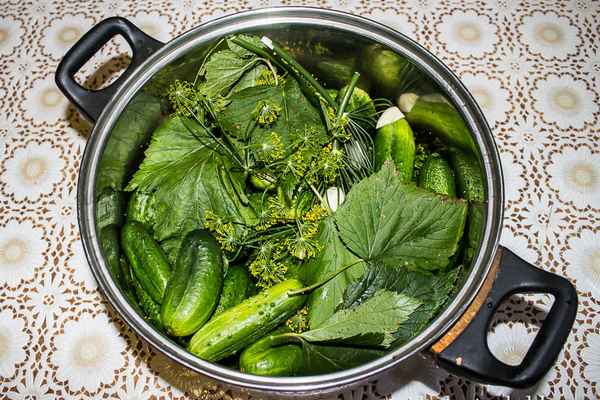 Засолка огурцов в кастрюле холодным способом