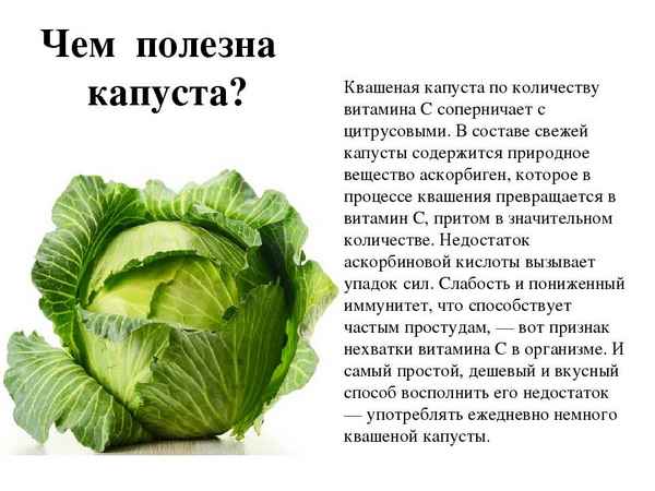 Влияние маринованной капусты на здоровье человека