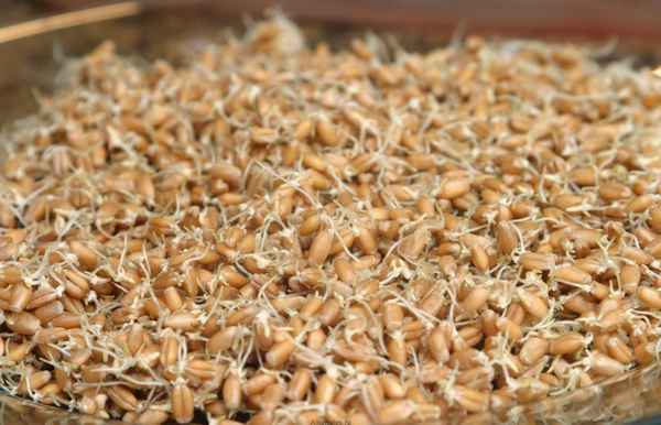 Проращивание пшеницы в домашних условиях для самогона