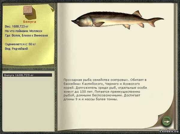 Ловля рыбы белуги: на что она клюёт