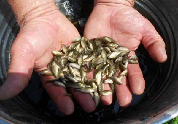 Особенности разведения и выращивания белого амура в пруду