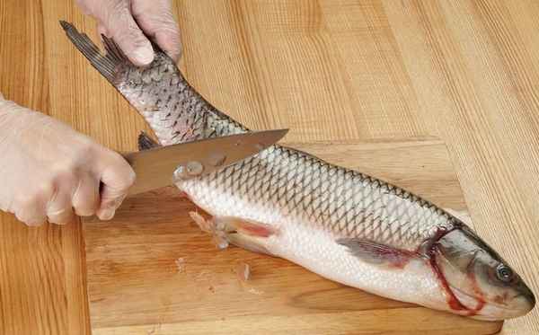 Костлявая ли рыба амур, какая на вкус и как её готовить